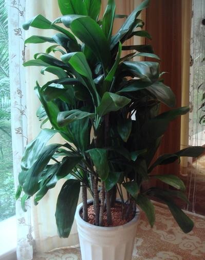 【成都植物租賃】青苔